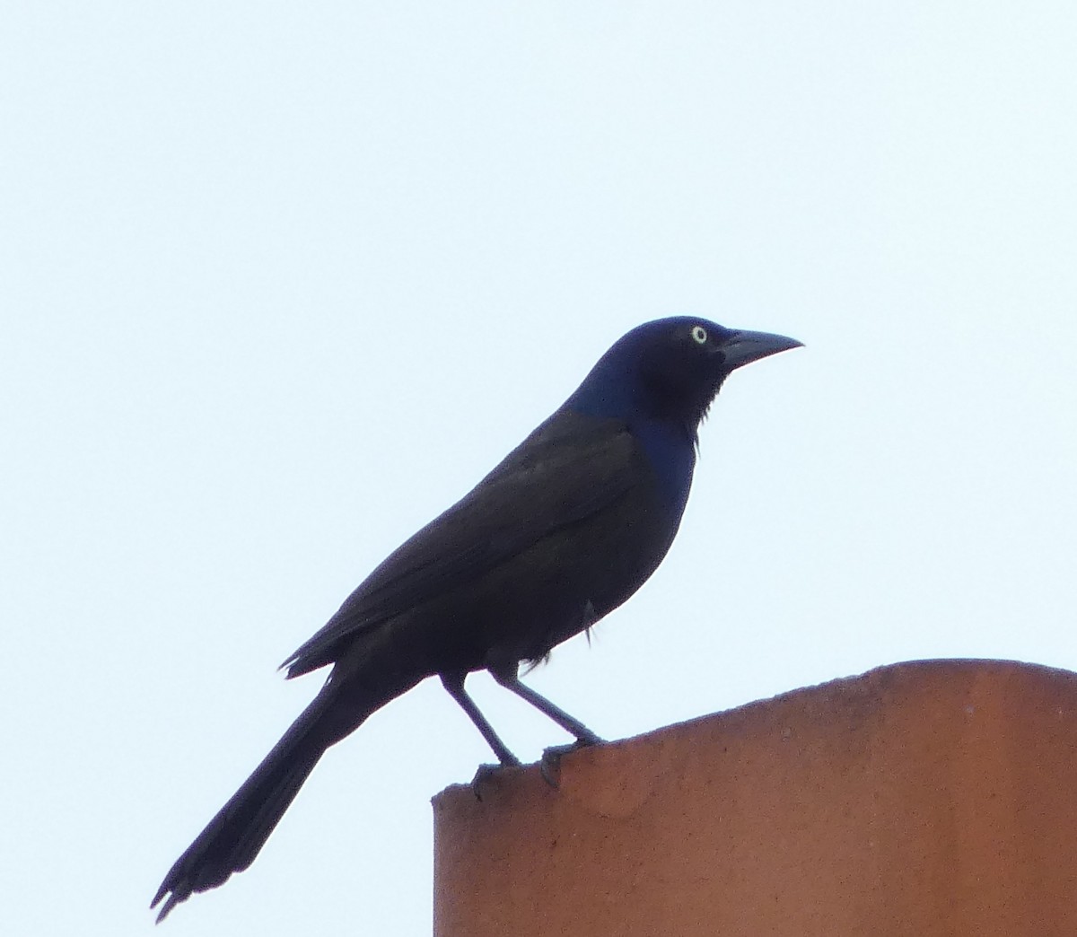 Common Grackle - ML620891718