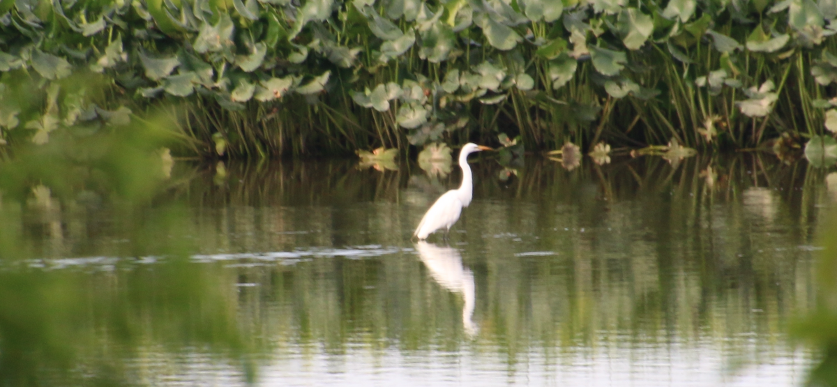 Great Egret - ML620891721