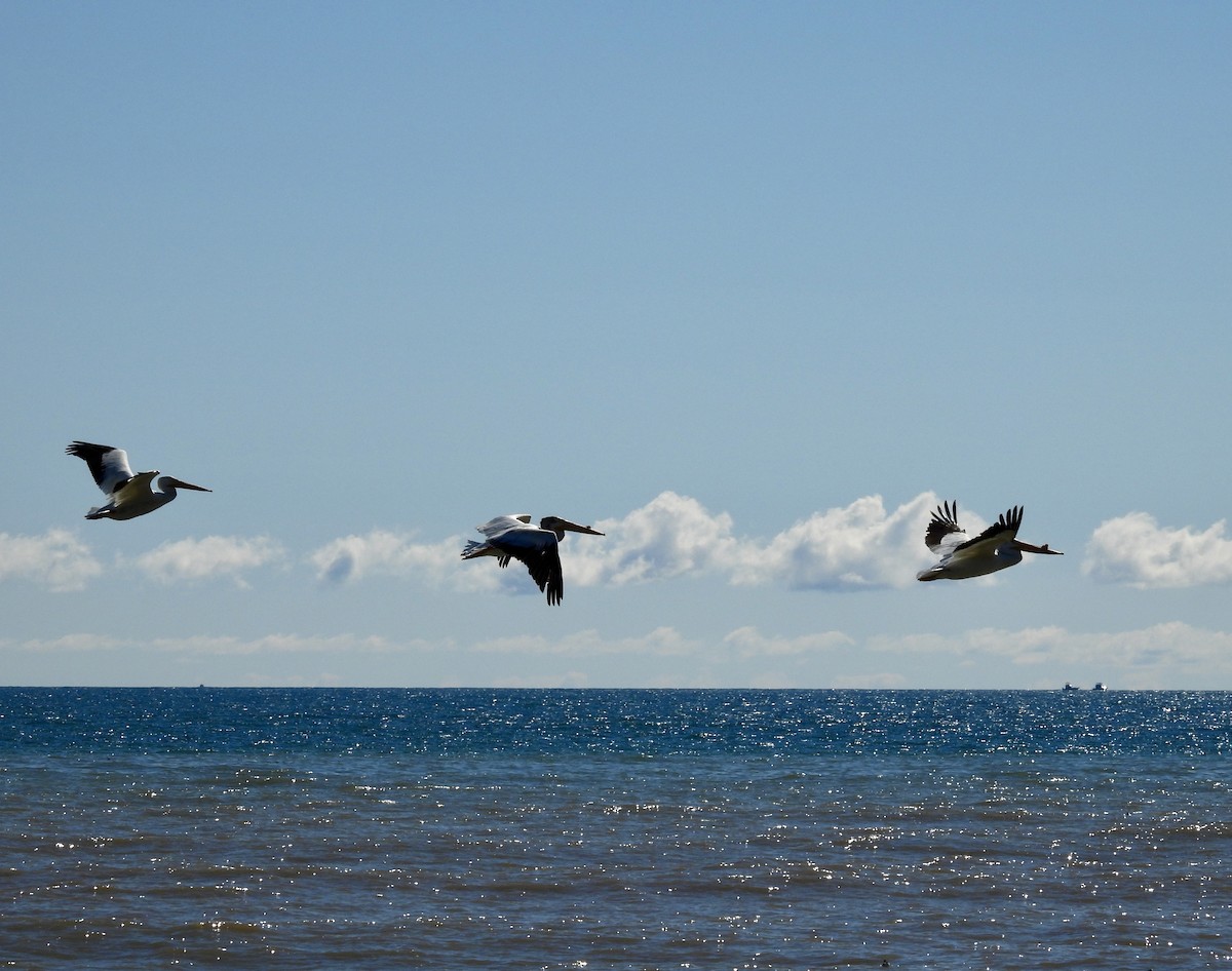 American White Pelican - ML620891722