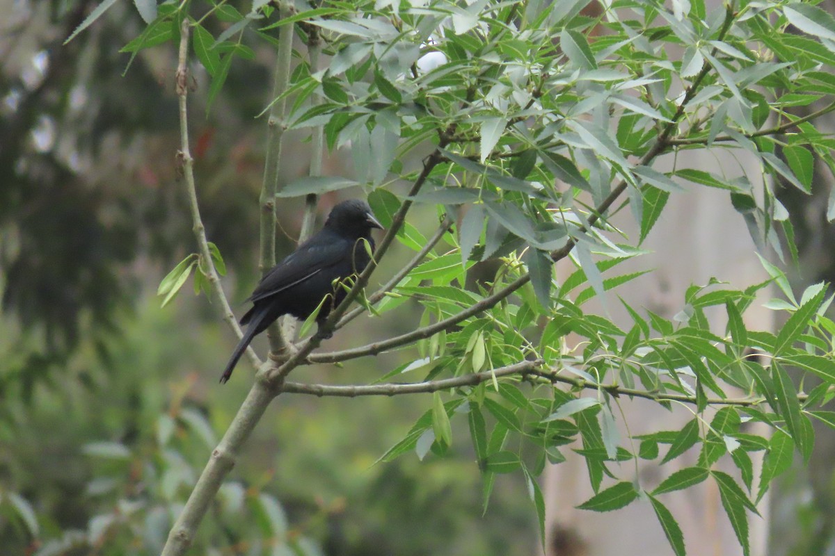 Austral Blackbird - ML620891738