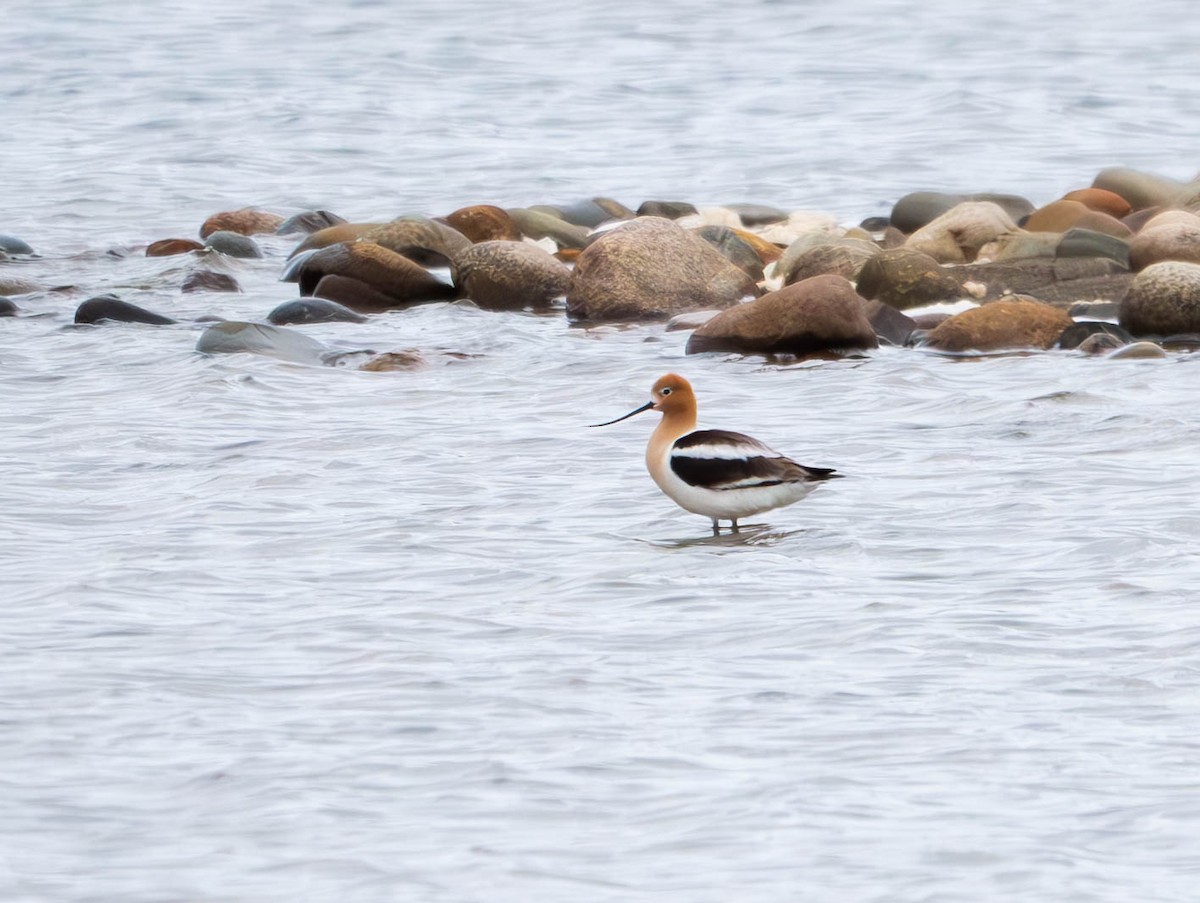 American Avocet - ML620891743