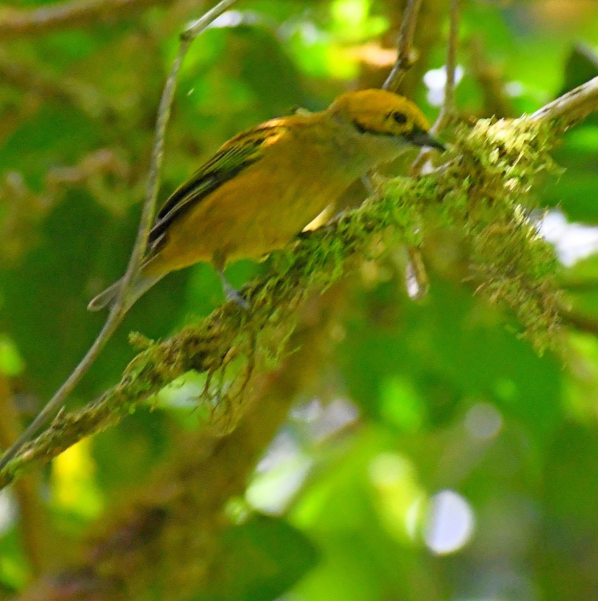 Silver-throated Tanager - ML620891744