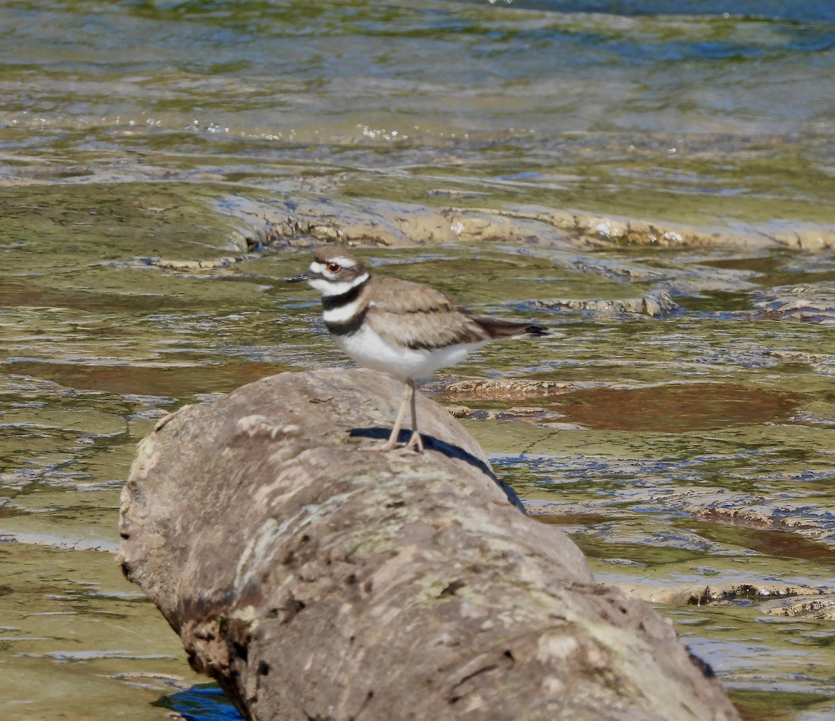 Killdeer - ML620891752