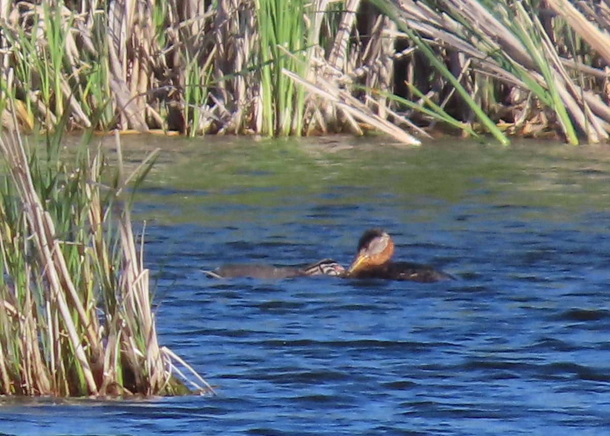 Red-necked Grebe - ML620891753