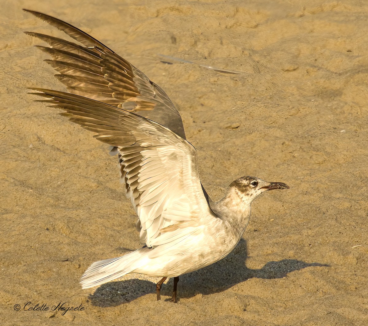 Gaviota Guanaguanare - ML620891755