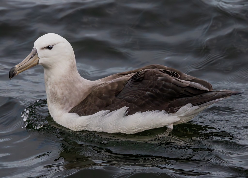 Black-browed Albatross - ML620891756