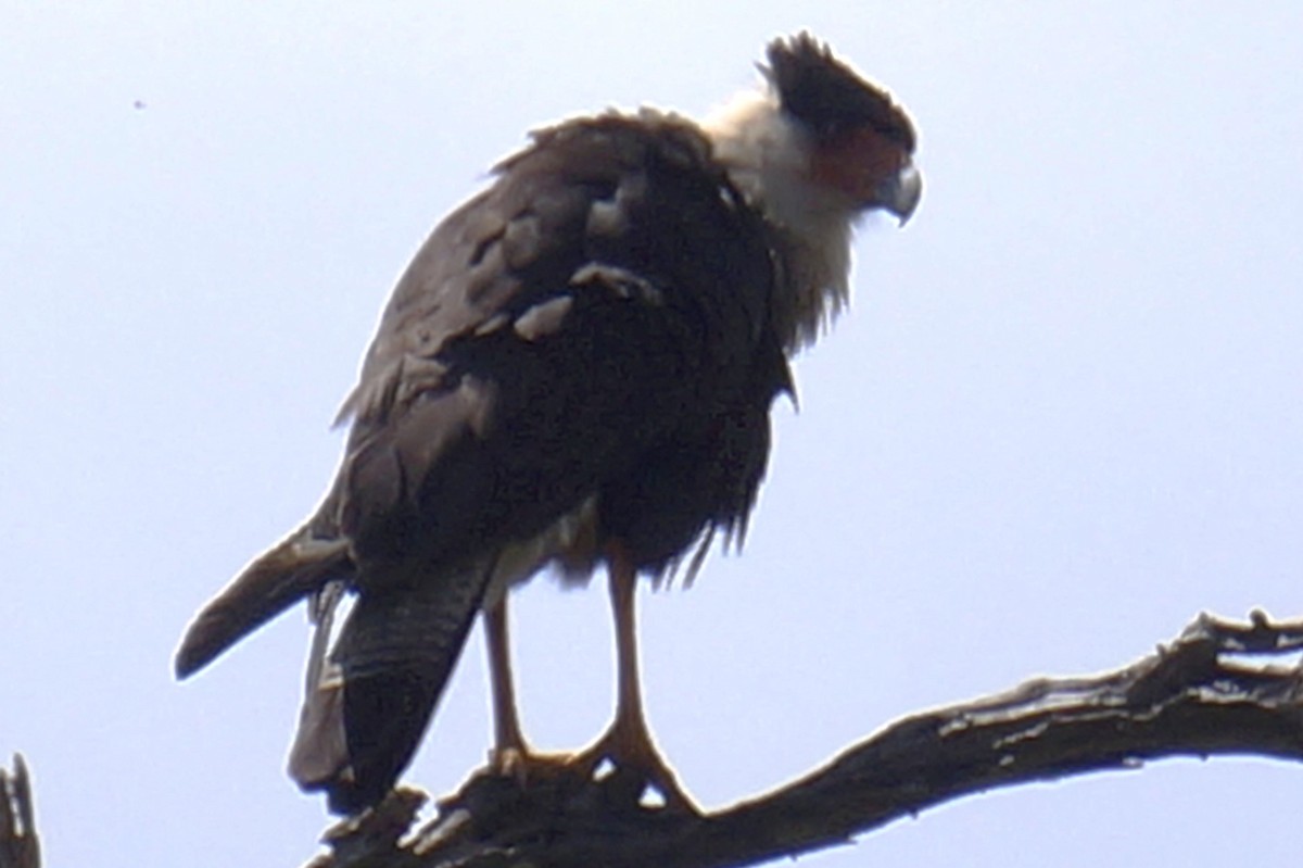 Crested Caracara - ML620891757