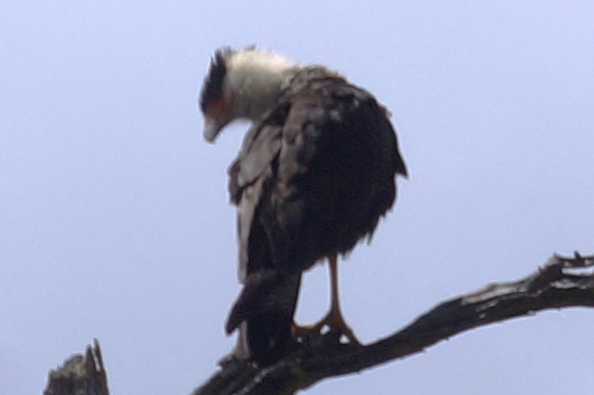 Crested Caracara - ML620891758