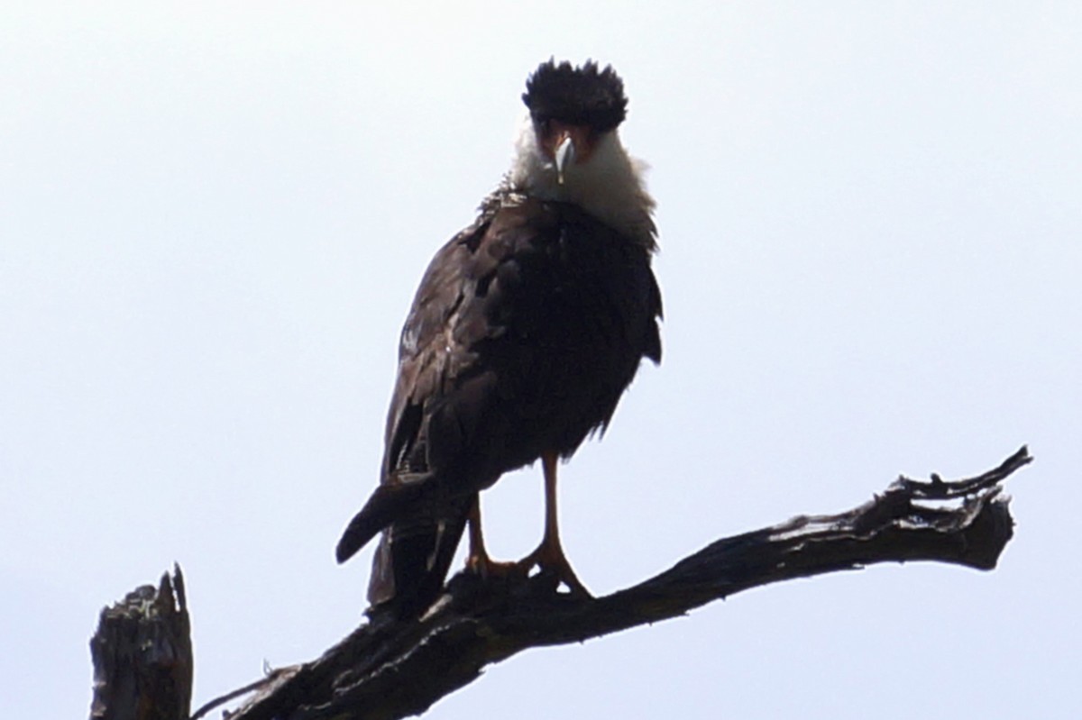 Crested Caracara - ML620891759