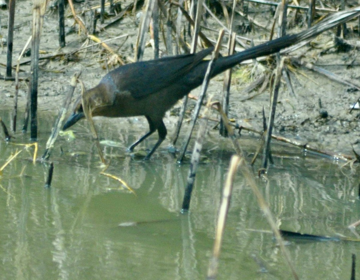 Great-tailed Grackle - ML620891760