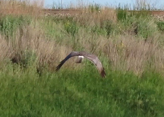 Northern Harrier - ML620891761