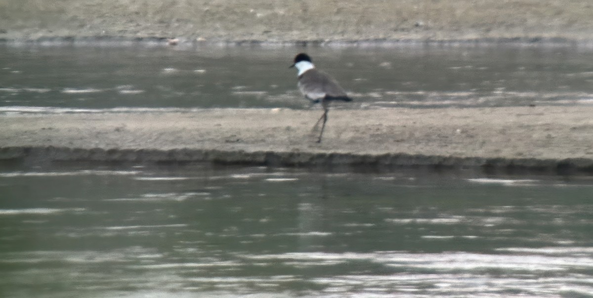 Spur-winged Lapwing - ML620891763