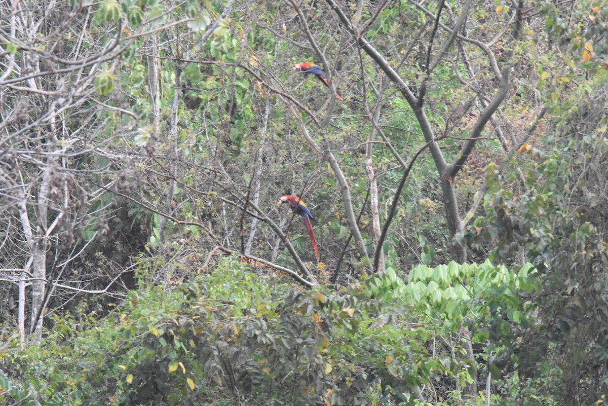 Scarlet Macaw - ML620891764
