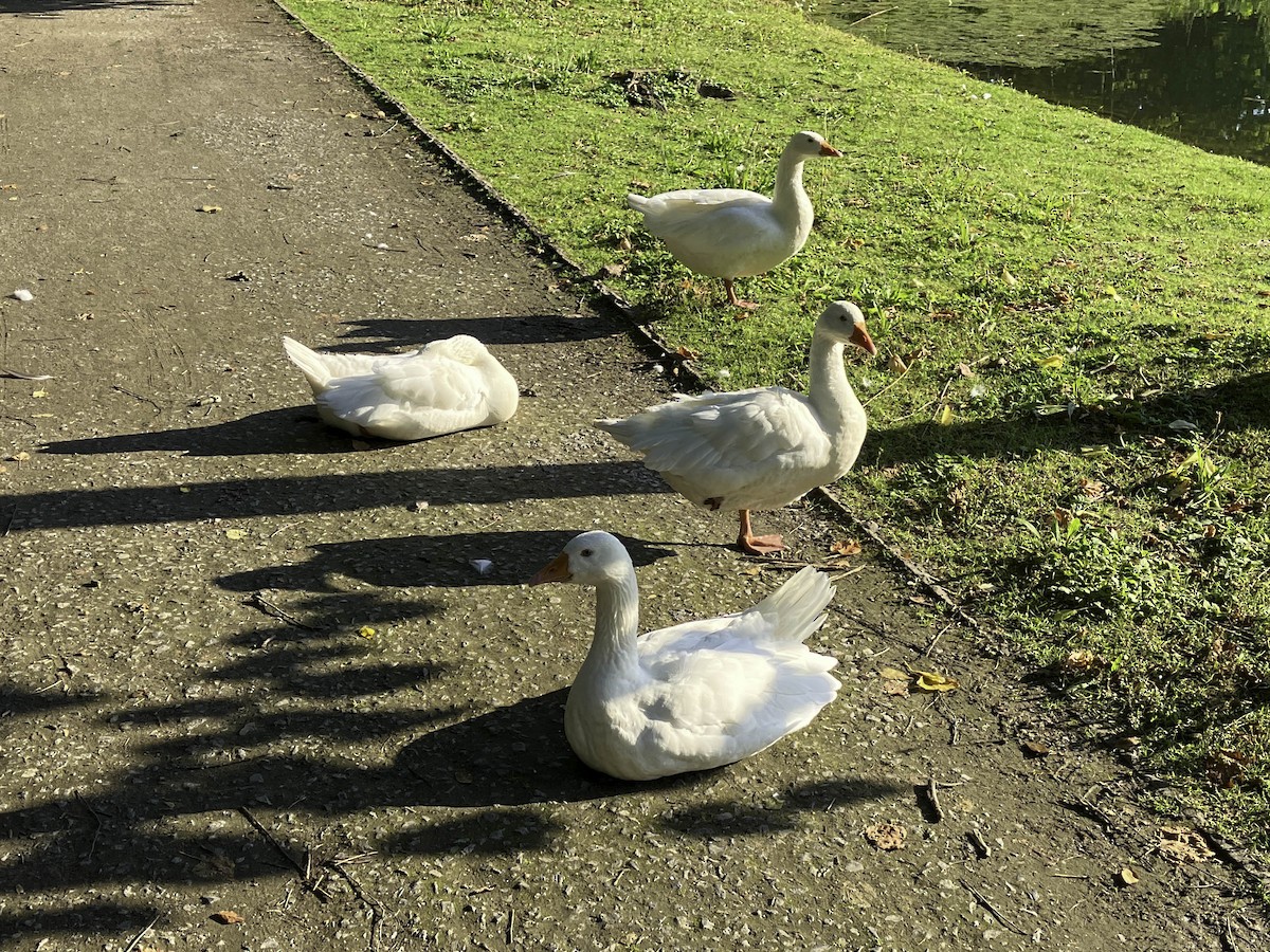 Graylag Goose (Domestic type) - ML620891766