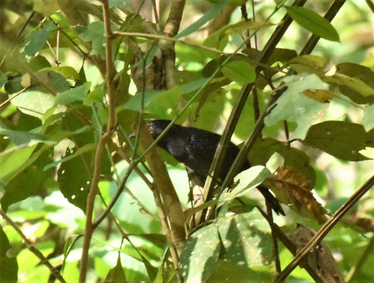 Black-hooded Antshrike - Jerry Davis