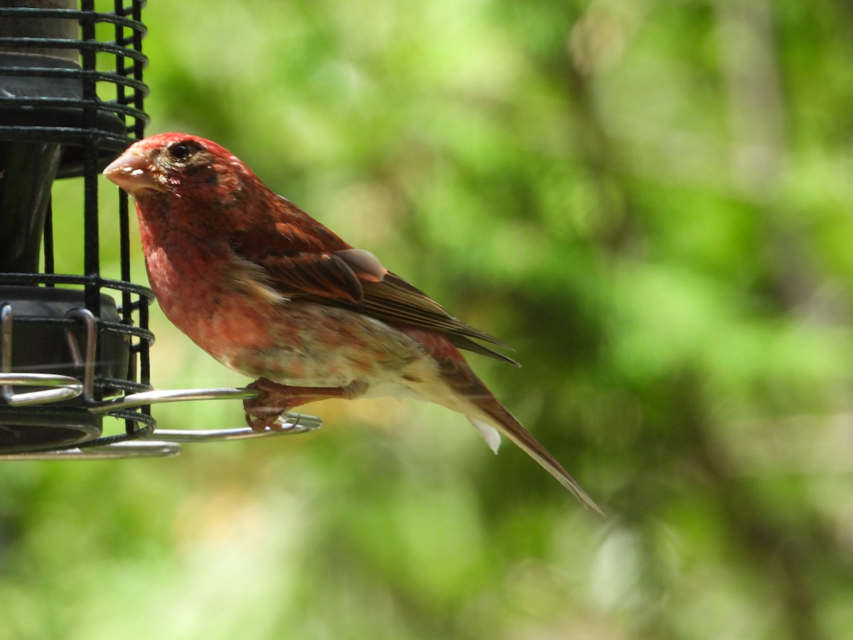 Purple Finch - ML620891772