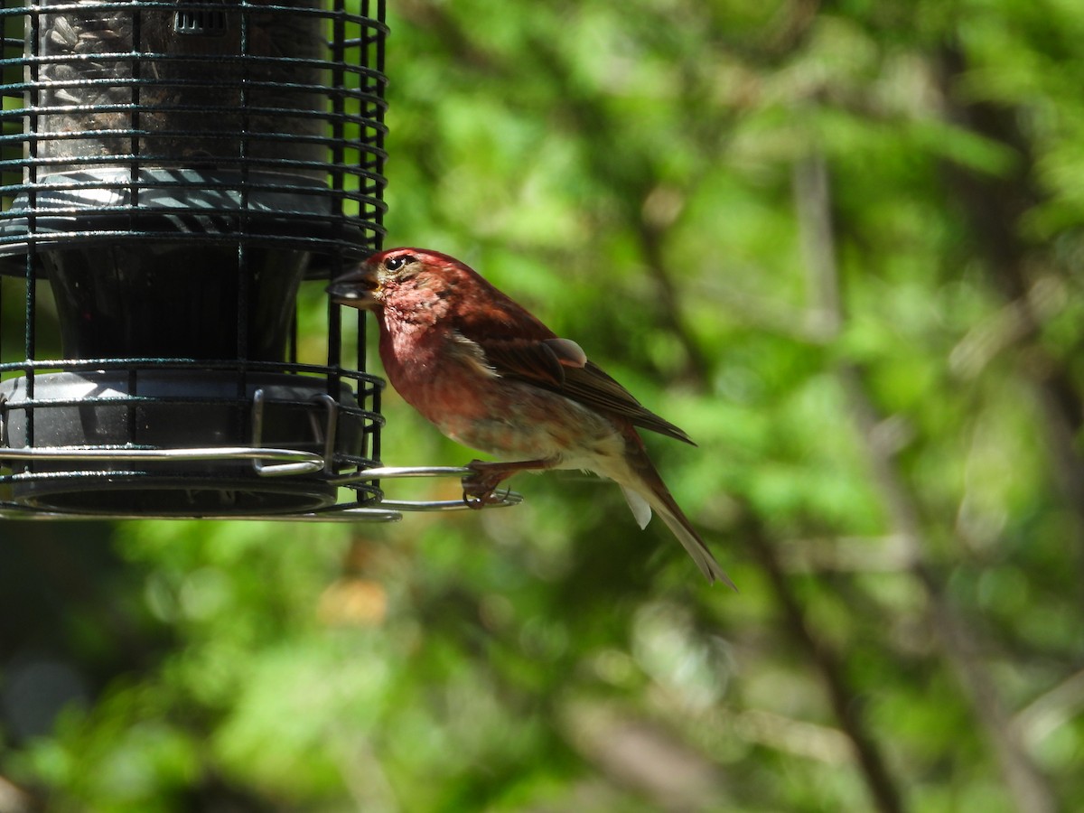 Purple Finch - ML620891774