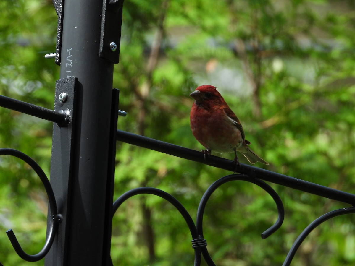 Purple Finch - ML620891775