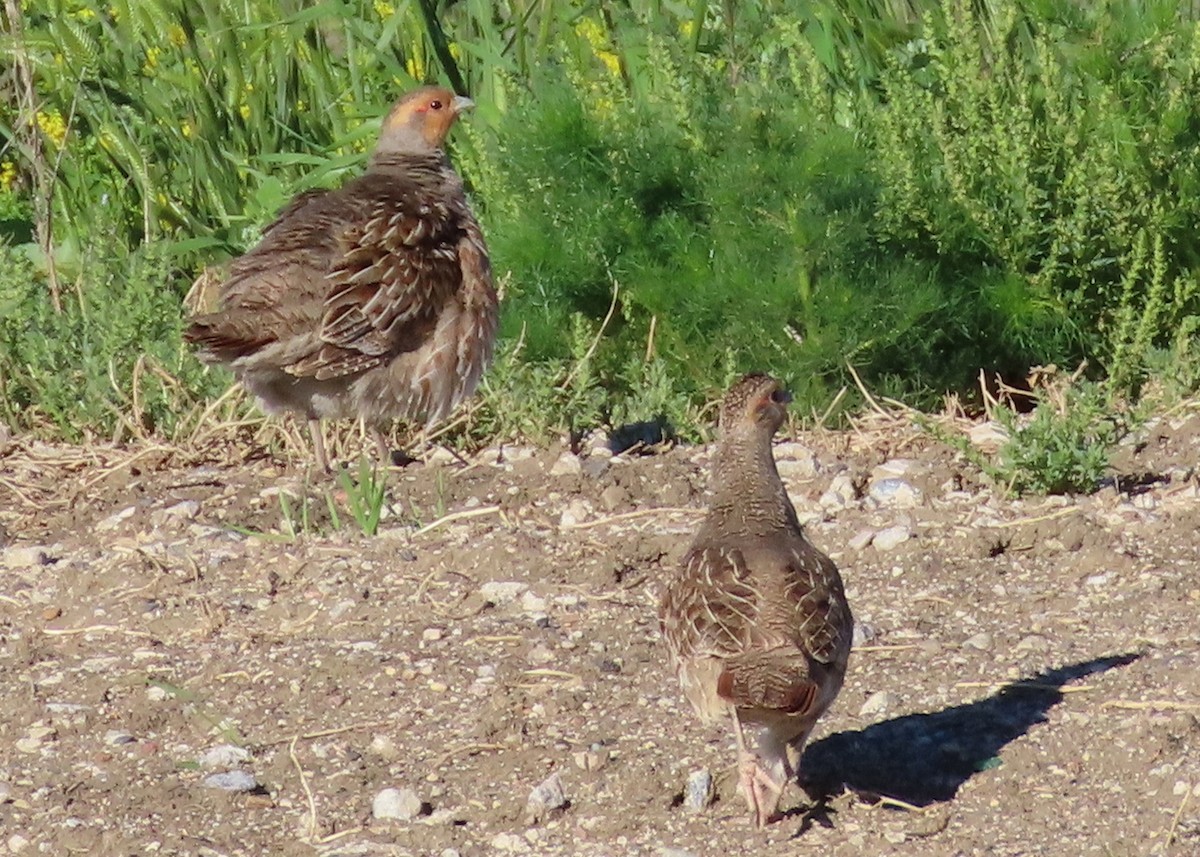 Gray Partridge - ML620891776