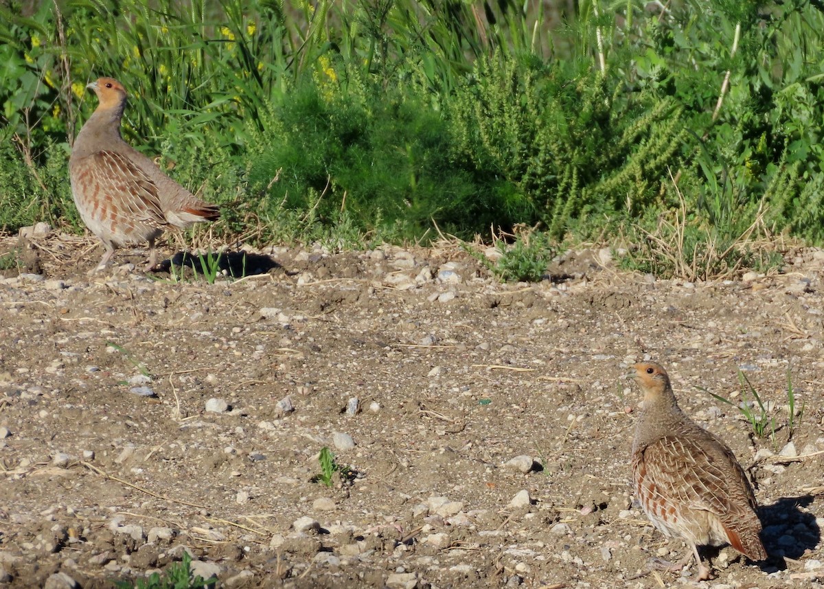 Gray Partridge - ML620891777