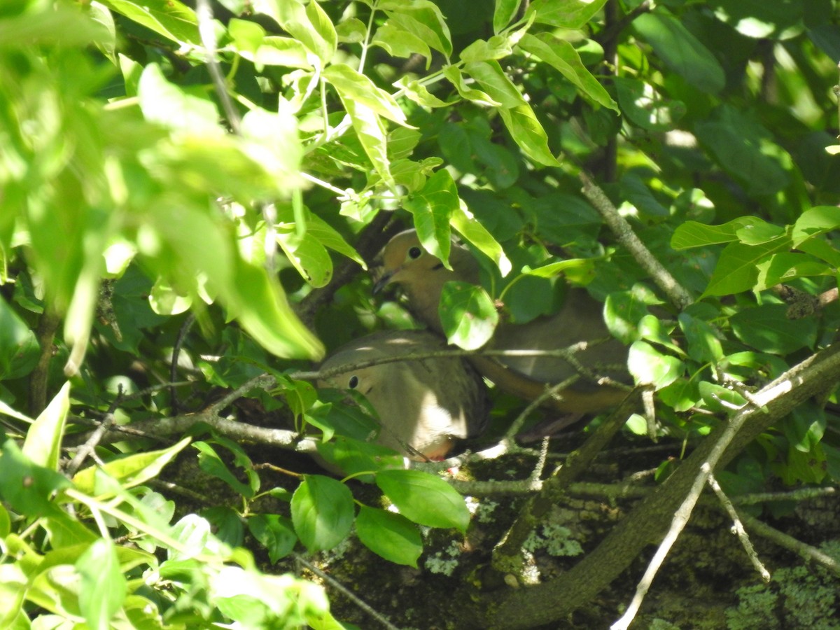 Mourning Dove - ML620891779