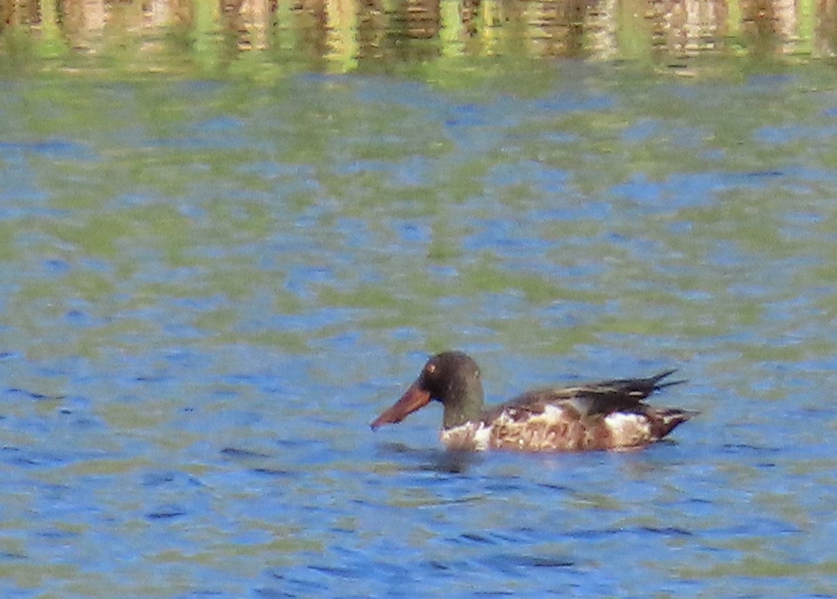 Northern Shoveler - ML620891794