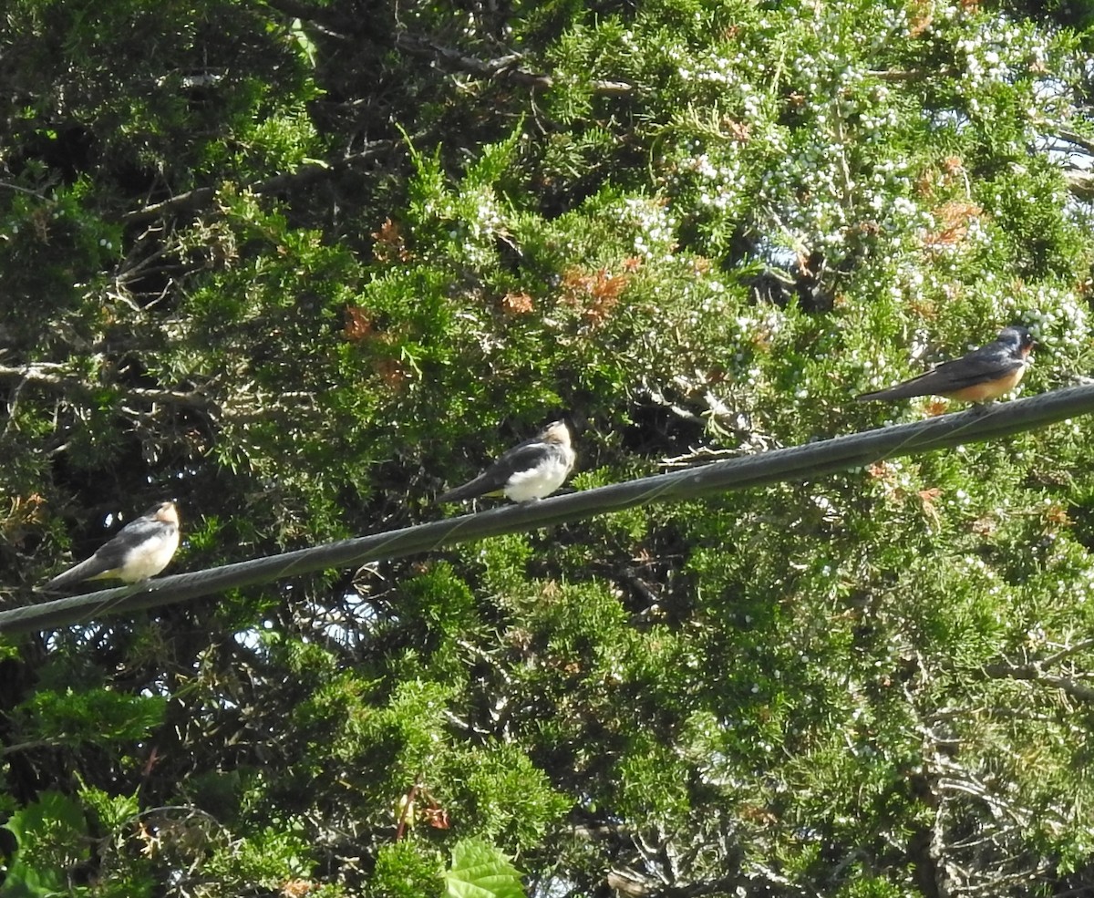 Barn Swallow - ML620891795