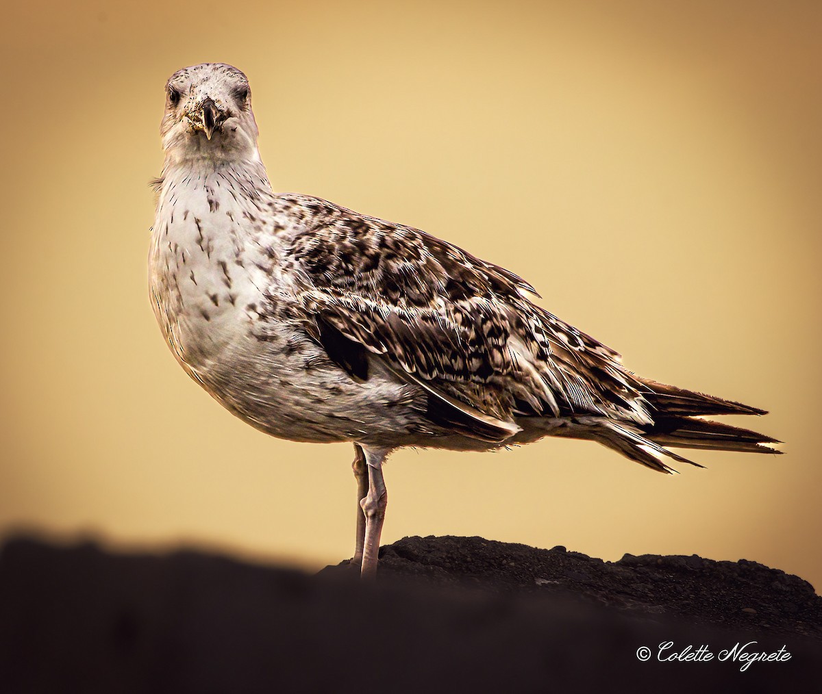 Great Black-backed Gull - ML620891802