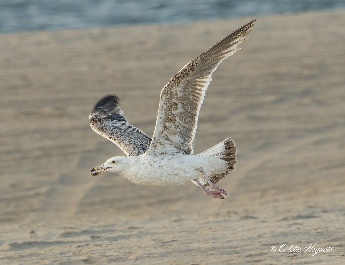 Great Black-backed Gull - ML620891804