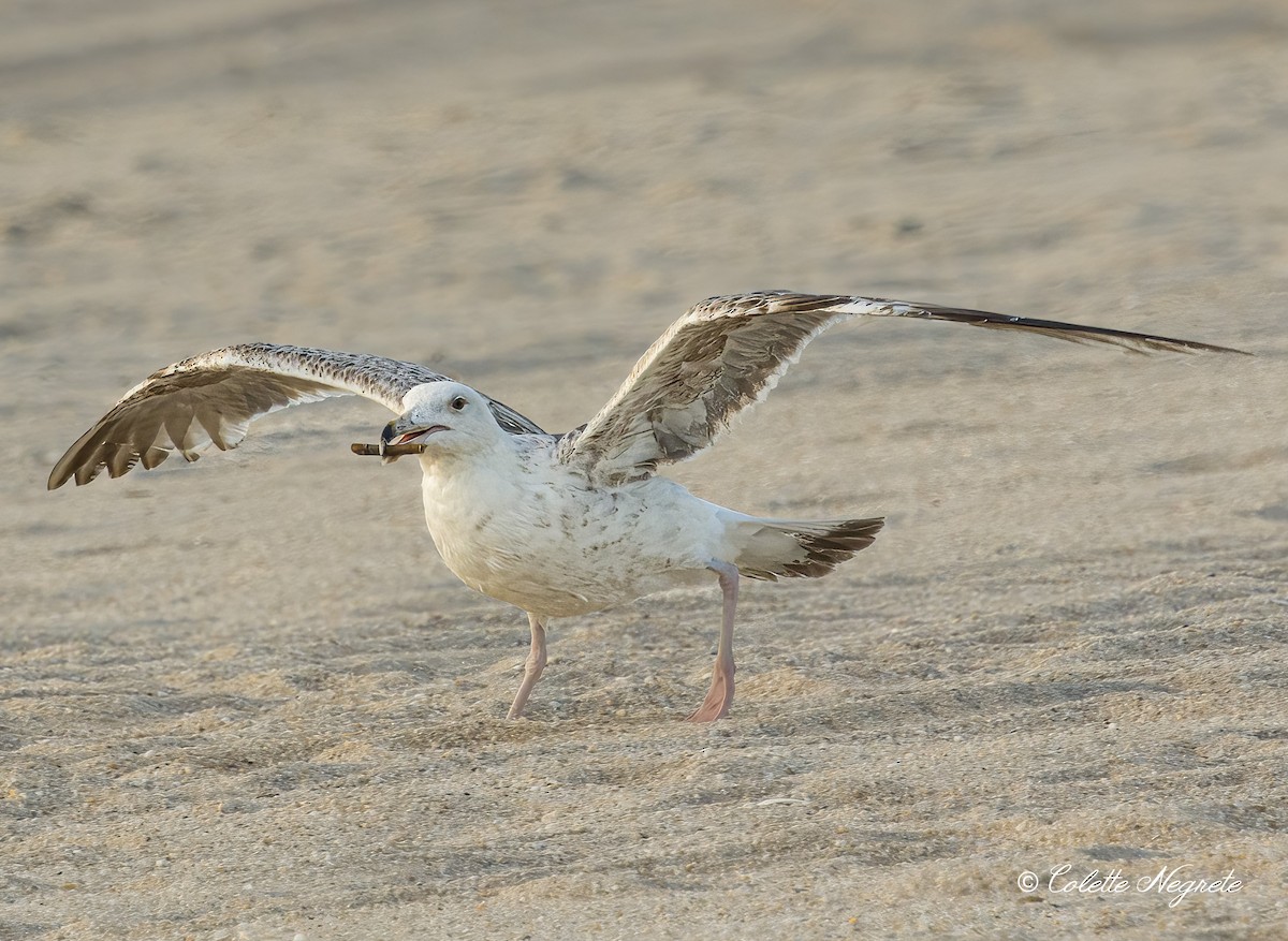 Great Black-backed Gull - ML620891805