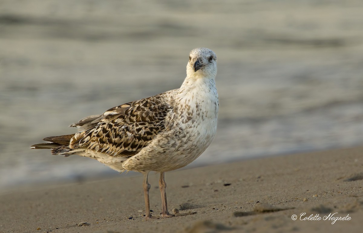 Gavión Atlántico - ML620891806