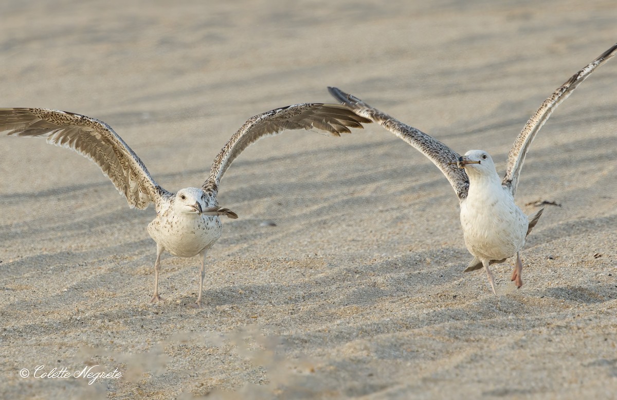 Great Black-backed Gull - ML620891810