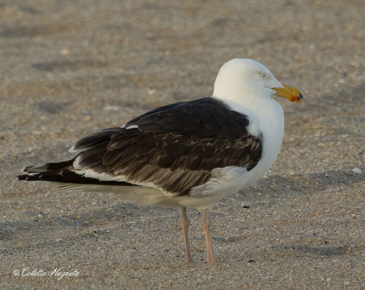 Great Black-backed Gull - ML620891813