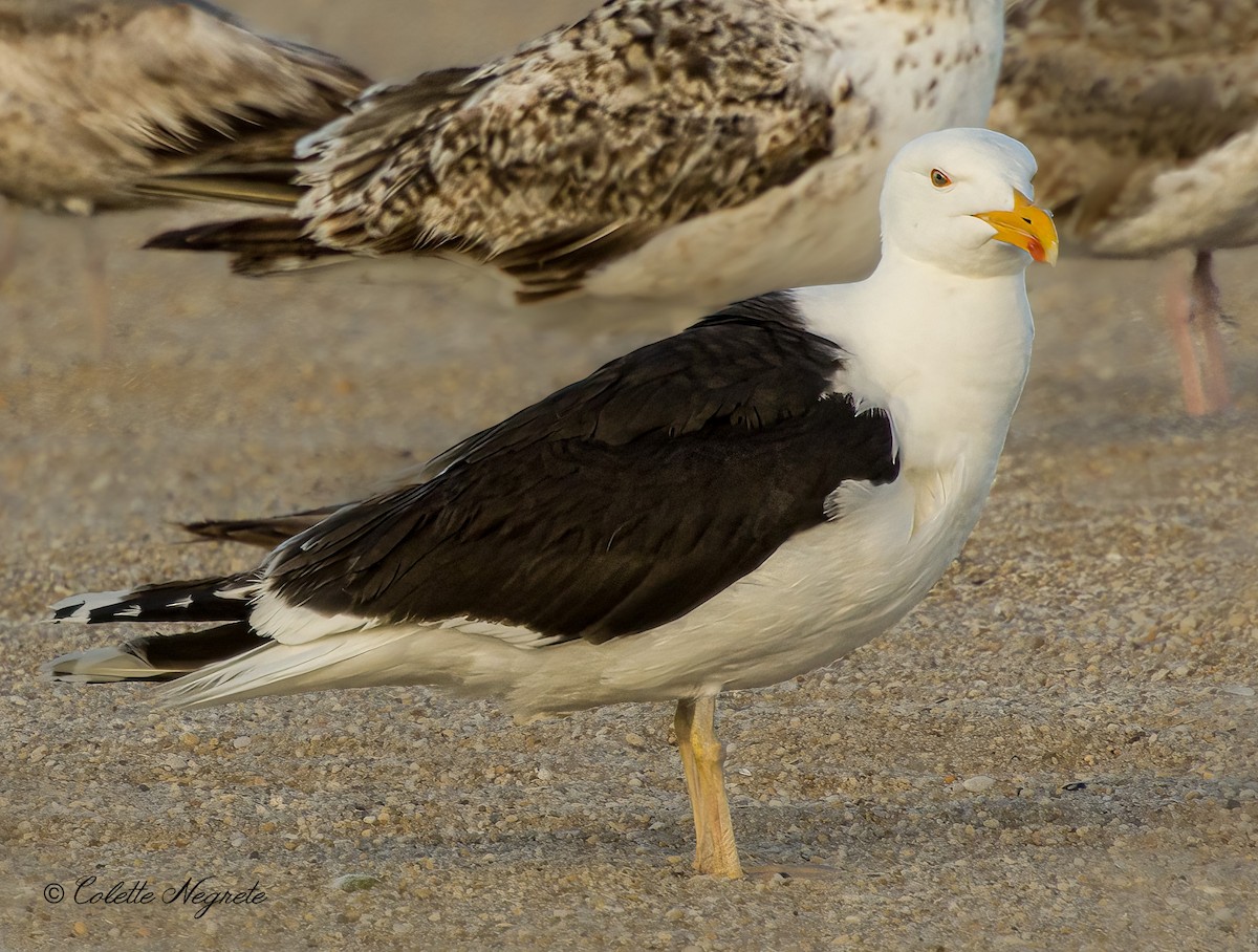 Great Black-backed Gull - ML620891814