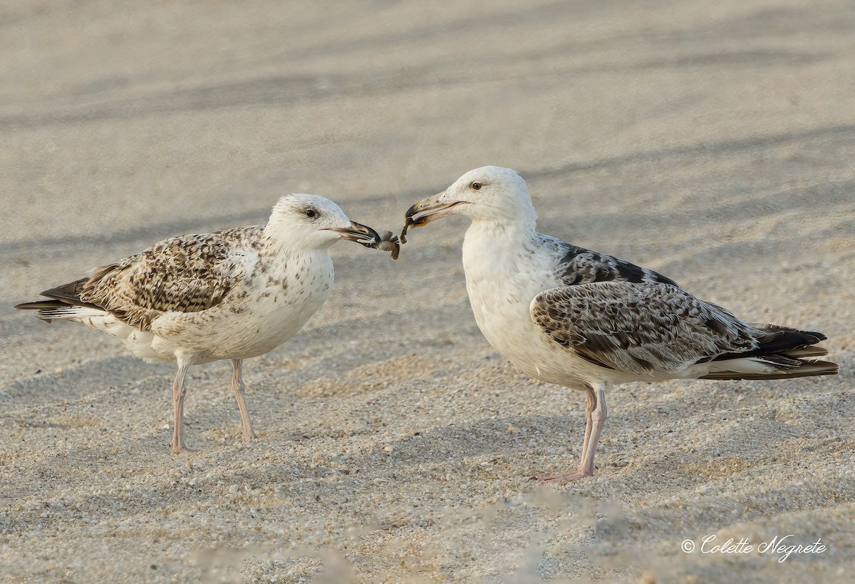 Great Black-backed Gull - ML620891818