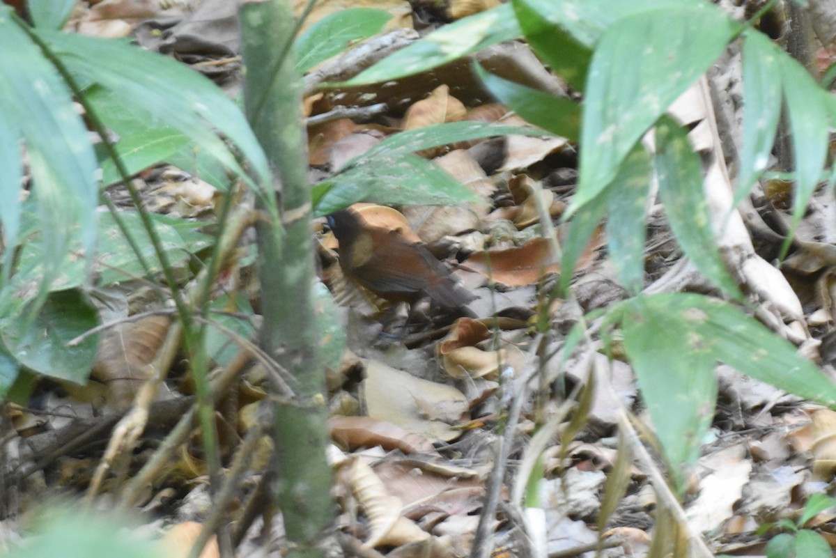 Chestnut-backed Antbird - ML620891819