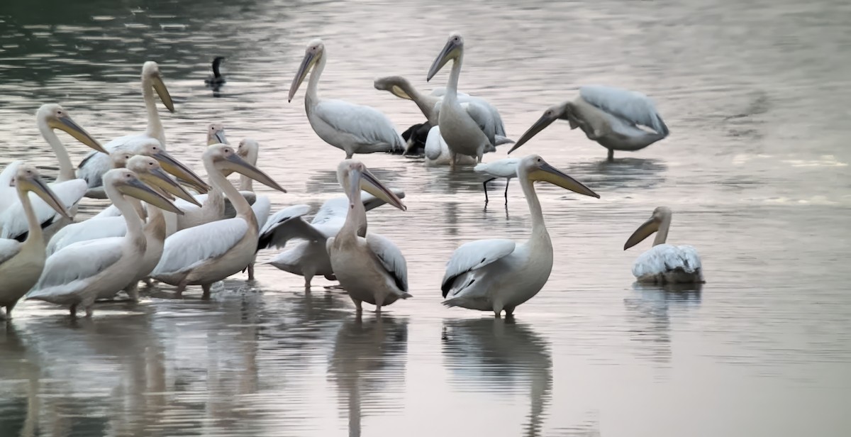 Great White Pelican - ML620891820