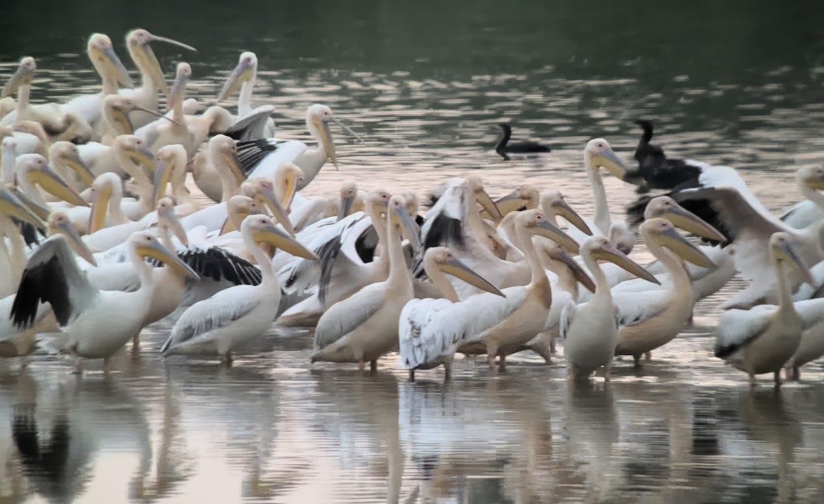 Great White Pelican - ML620891821