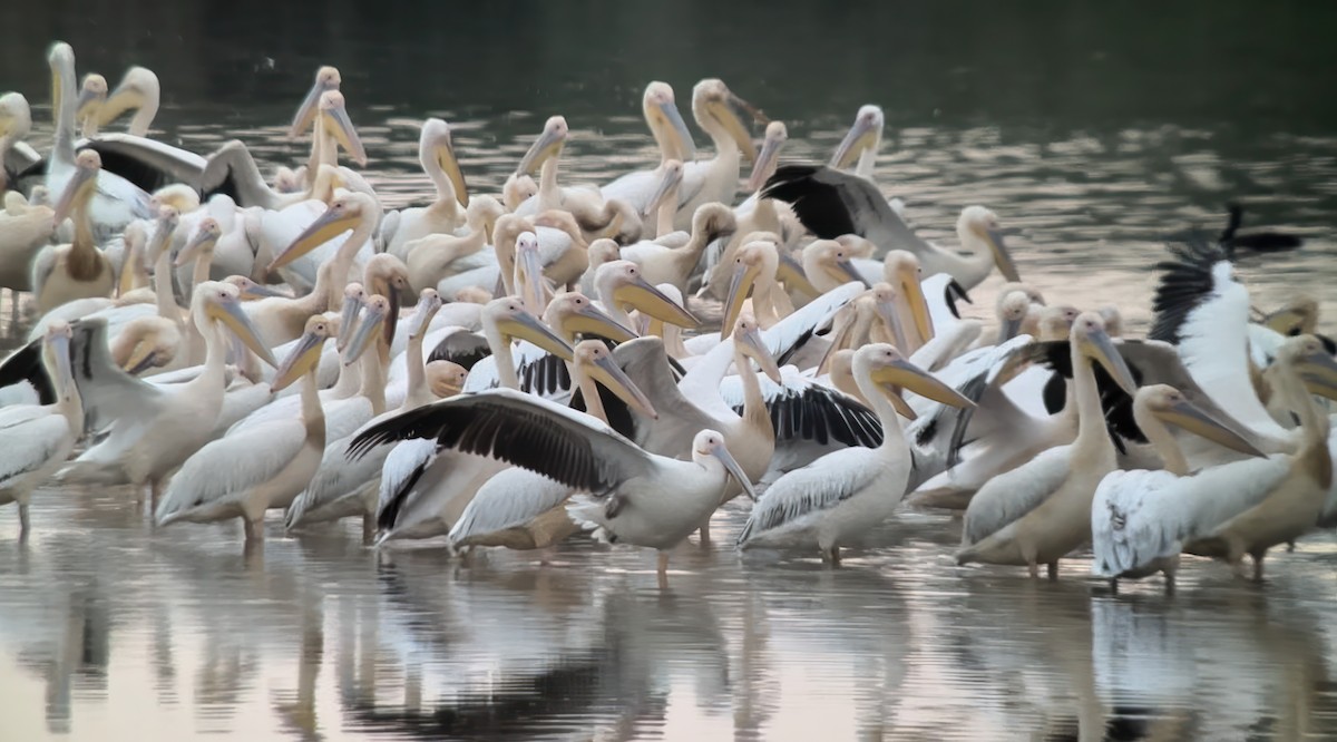 Great White Pelican - ML620891822