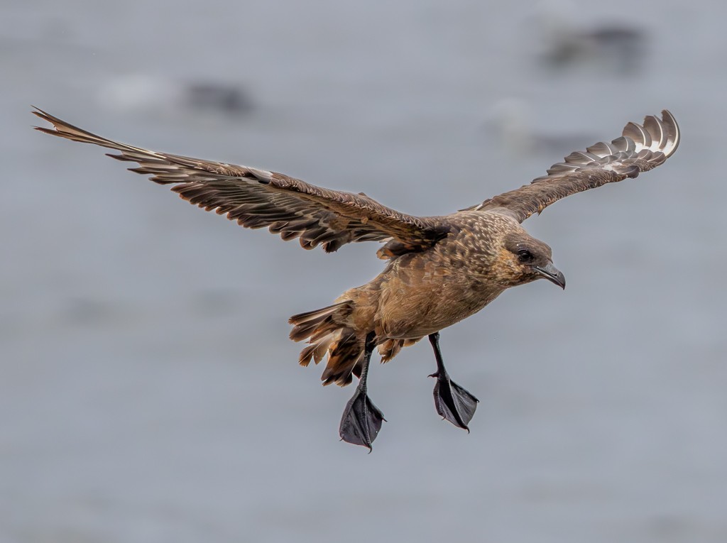 Chilean Skua - ML620891824