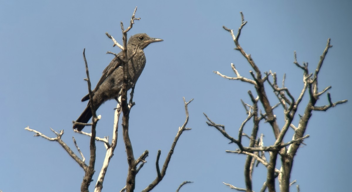 Blue Rock-Thrush - ML620891828