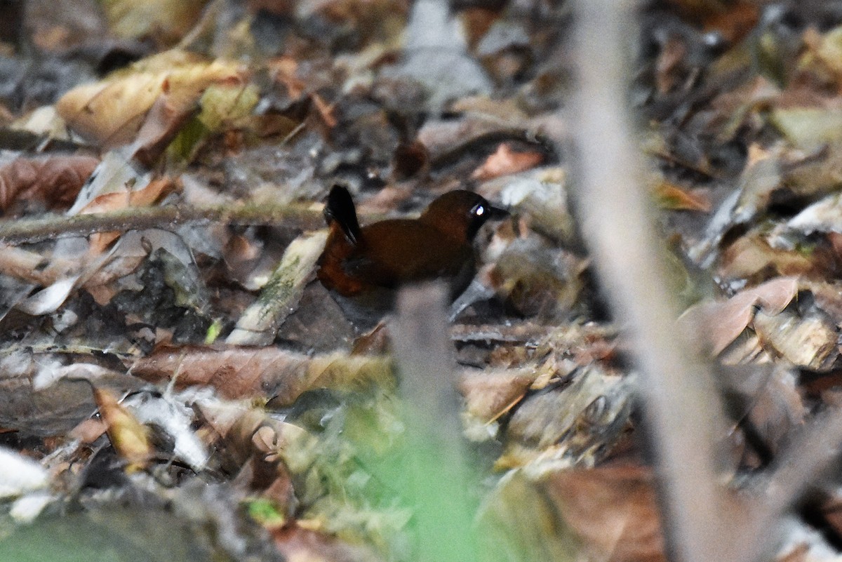 Black-faced Antthrush - Jerry Davis