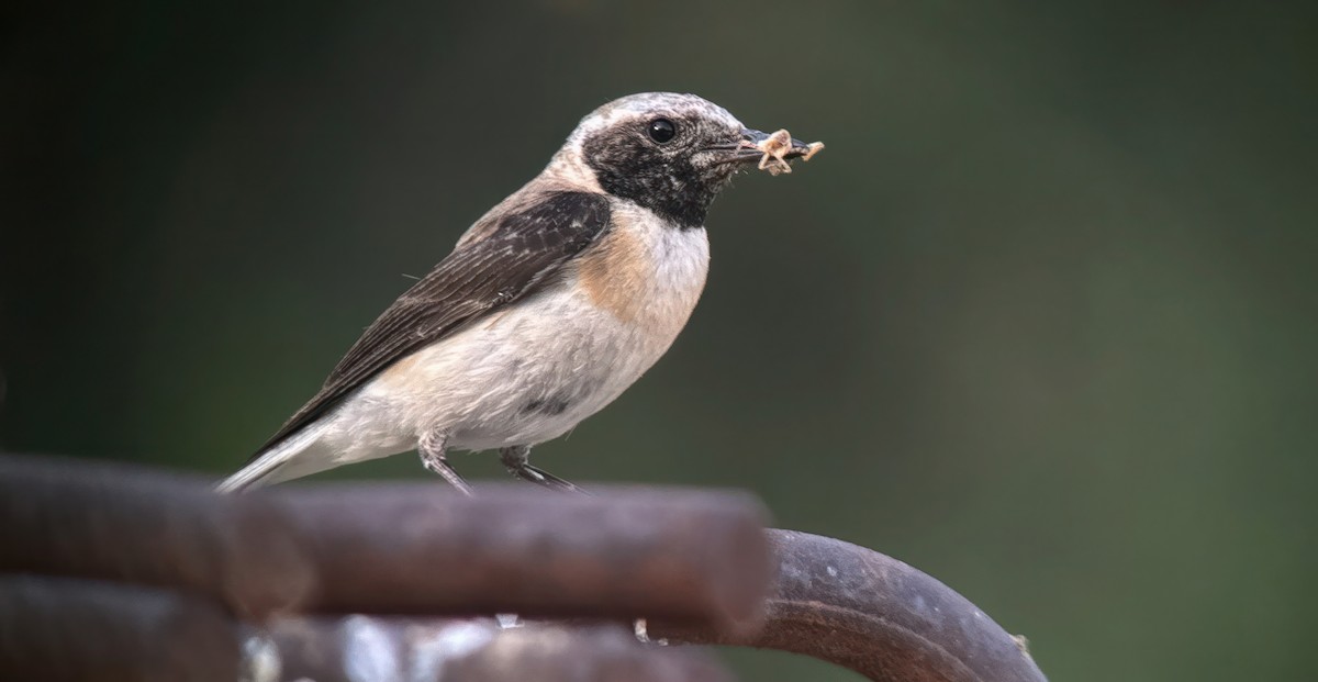 Eastern Black-eared Wheatear - ML620891831