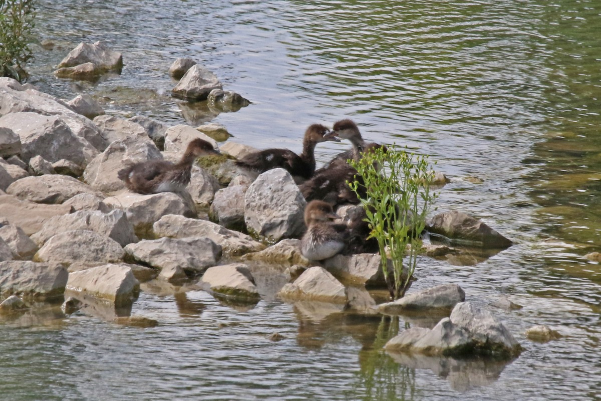 Hooded Merganser - ML620891832