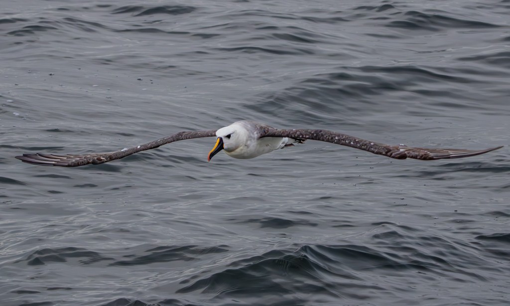 Atlantic Yellow-nosed Albatross - ML620891833