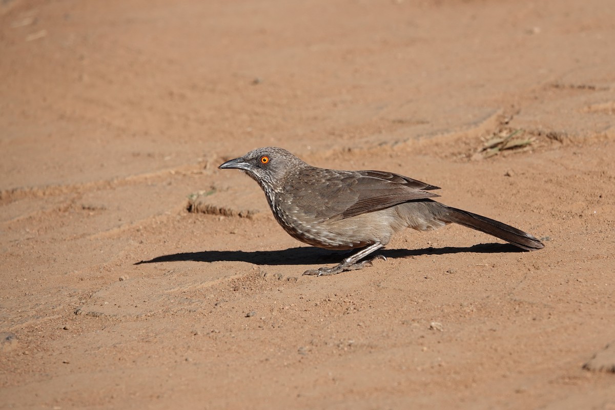 Arrow-marked Babbler - ML620891834