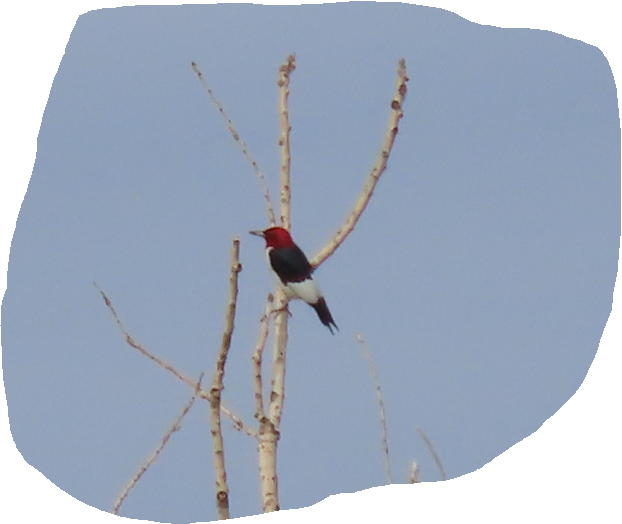 Red-headed Woodpecker - ML620891837