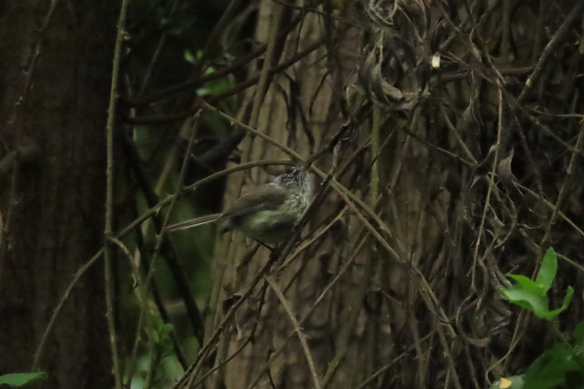 Taurillon mésange - ML620891838