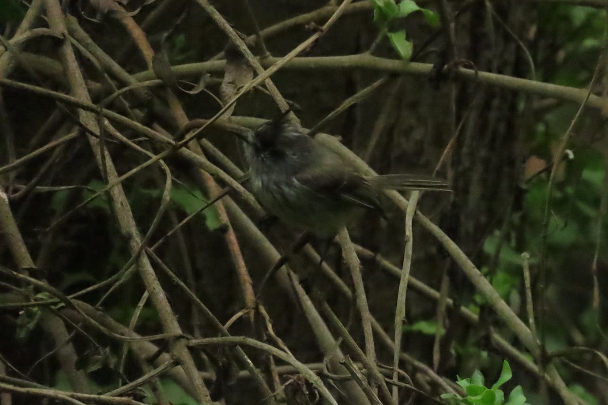 Tufted Tit-Tyrant - ML620891839