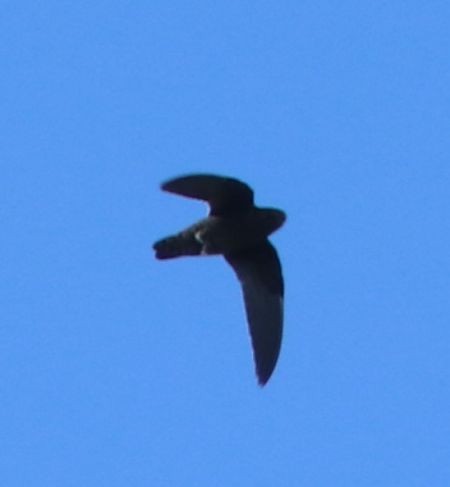 White-chinned Swift - ML620891841